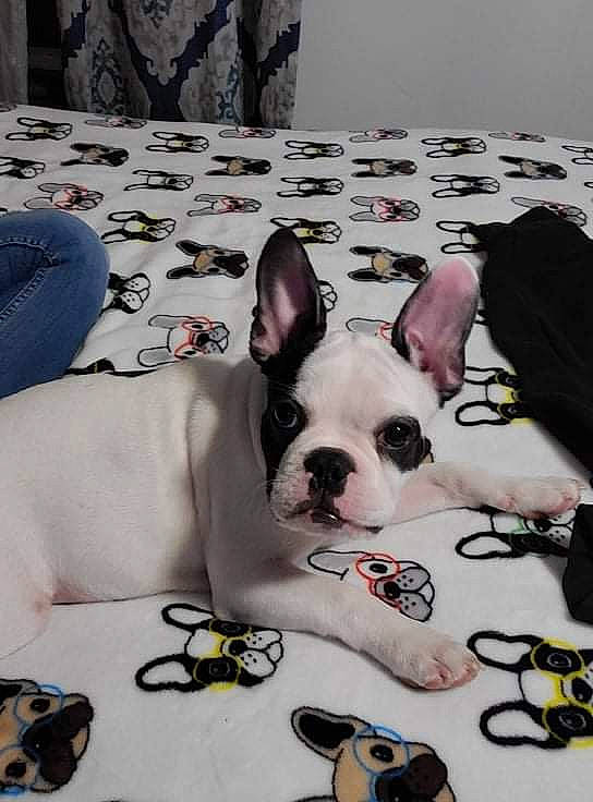 Leo Whiskey joined the competition — help win amazing prizes! bag, canidae, carmine, carnivore, comfort, companion_dog, dog, dog_breed, dog_supply, ear, fawn, french_bulldog, linens, mammal, snout, sporting_group, toy_dog, whiskers, white, working_animal