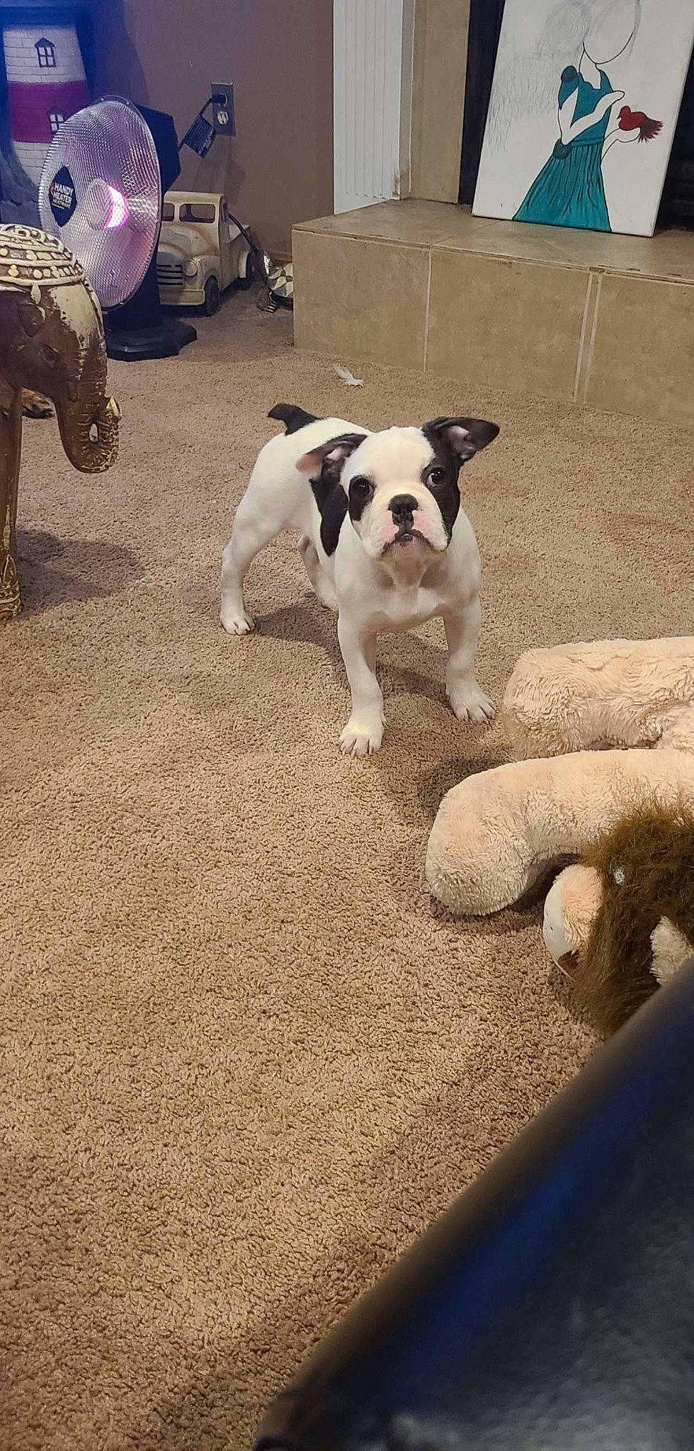 Leo Whiskey joined the competition — help win amazing prizes! canidae, carnivore, companion_dog, dog, dog_breed, fawn, floor, flooring, grass, hardwood, human_leg, mammal, sidewalk, sky, snout, soil, tail, toy_dog, vertebrate, working_animal