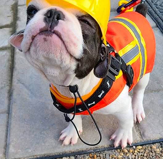 Leo Whiskey is registered to the contest to win money with this photo: bulldog, carnivore, collar, companion_dog, dog, dog_breed, dog_clothes, dog_collar, dog_supply, eyewear, fawn, leash, lifejacket, orange, personal_protective_equipment, pet_supply, snout, sporting_group, working_animal, yellow