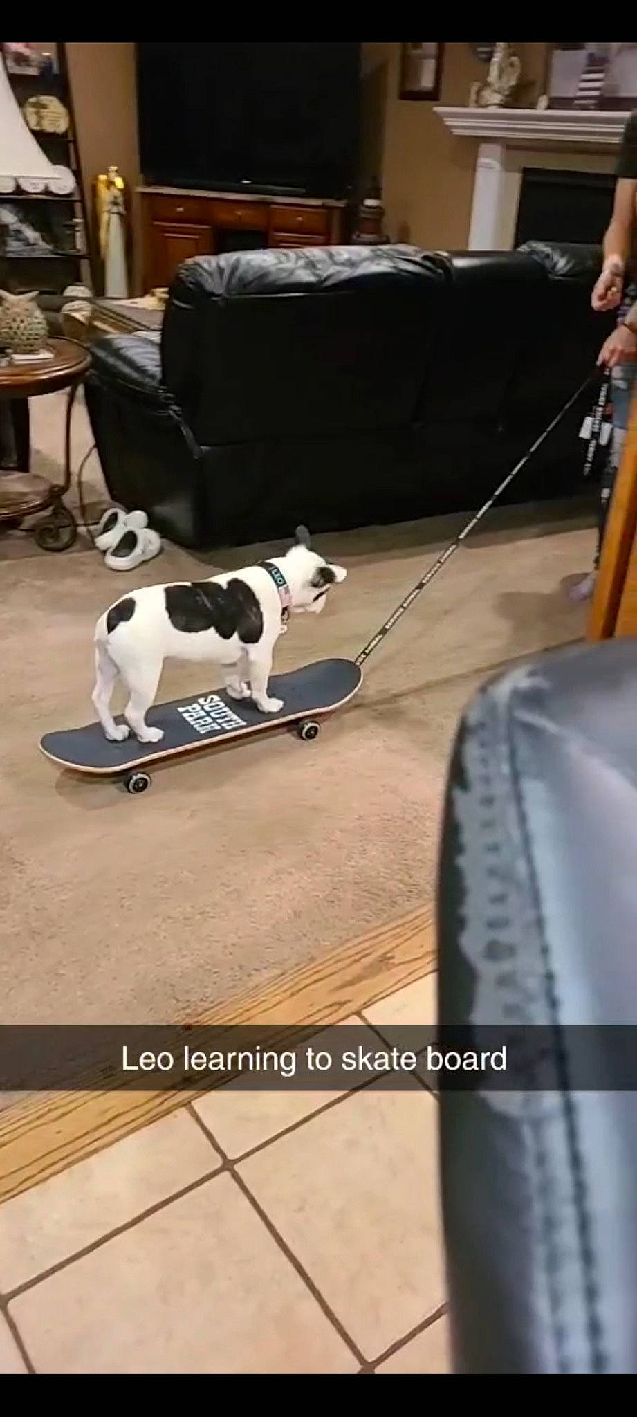 Leo Whiskey is registered to the contest to win money with this photo: canidae, carnivore, chair, collar, companion_dog, dog, dog_breed, dog_supply, drawer, felidae, flooring, font, non_sporting_group, pet_supply, photo_caption, small_to_medium_sized_cats, sporting_group, table, tail, working_dog