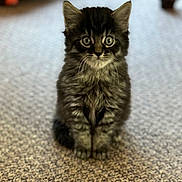 Sullivan joined the competition — help win amazing prizes! kitten, cat, tabby, pet, animal, furry, indoor, carpet, cute, sitting, young, small, whiskers, ears, eyes, fur, portrait, adorable, curious, domestic