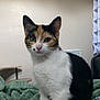 cat, calico, pet, animal, indoor, curious, alert, feline, whiskers, ears, blanket, knitted_throw, patterned_bedspread, sitting, fur, domestic_cat, cute, young_cat, looking, resting