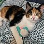 Uma a rejoint le concours — aidez-le/la à gagner de superbes lots ! cat, calico, kitten, toy, paw, blanket, patterned_blanket, indoor, pet, animal, cute, curious, fur, ears, whiskers, playful, resting, closeup, domestic_cat, young_cat