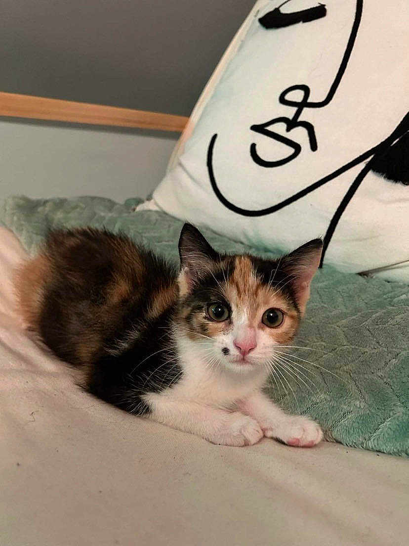 Uma a rejoint le concours — aidez-le/la à gagner de superbes lots ! kitten, calico, cat, pet, animal, bed, pillow, indoor, cute, fur, whiskers, small, laying_down, curious, young, domestic, mammal, soft, relaxed, feline