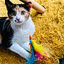 Uma a rejoint le concours — aidez-le/la à gagner de superbes lots ! cat, calico_cat, feather_toy, yellow_carpet, indoor, pet, animal, playful, fur, whiskers, green_eyes, closeup, cute, domestic_cat, relaxed, floor, toy, colorful, texture, cozy