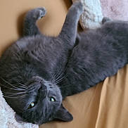 Suky participe au concours pour gagner de l'argent avec cette photo : cat, gray_cat, lying_down, upside_down, whiskers, pet, feline, cozy, blanket, indoor, relaxed, soft_texture, fur, cute, animal, sleepy, closeup, bed, resting, domestic_cat