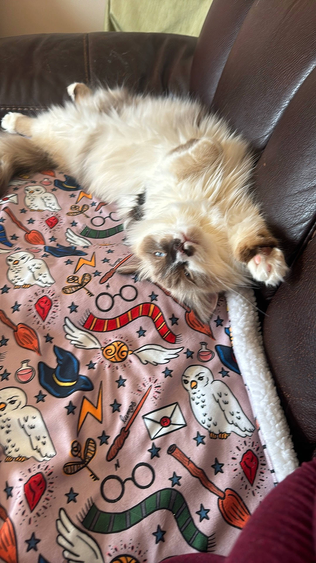 Zia a rejoint le concours — aidez-le/la à gagner de superbes lots ! art, carnivore, cat, comfort, companion_dog, dog_breed, fawn, felidae, flooring, fur, linens, pattern, paw, small_terrier, small_to_medium_sized_cats, tail, terrier, textile, toy_dog, whiskers