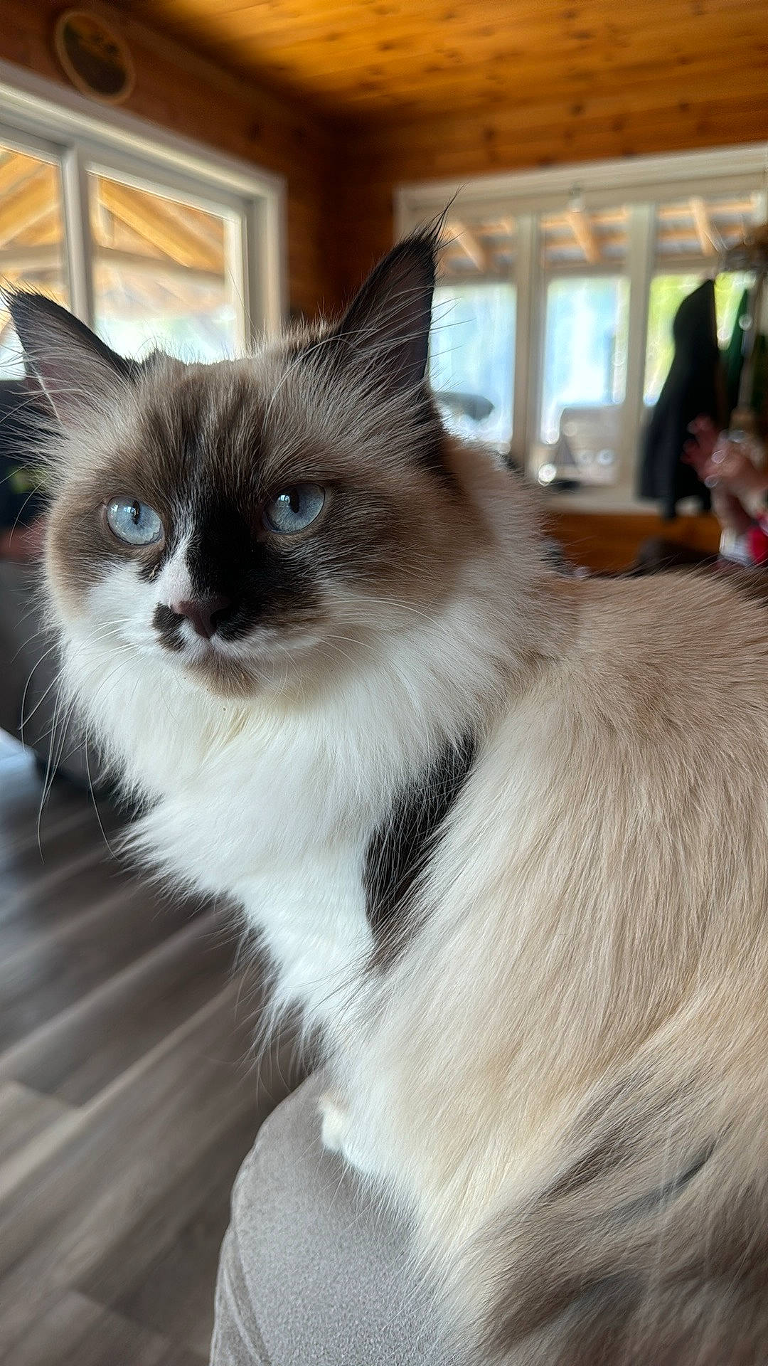 Zia a rejoint le concours — aidez-le/la à gagner de superbes lots ! balinese, box, british_longhair, carnivore, cat, claw, domestic_short_haired_cat, fawn, felidae, flooring, fur, iris, paw, pet_supply, small_to_medium_sized_cats, snout, tail, thai, whiskers, window