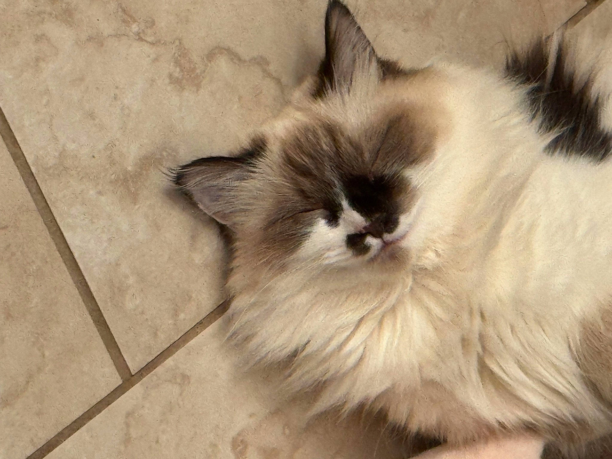 Zia participe au concours pour gagner de l'argent avec cette photo : balinese, birman, carnivore, cat, claw, eye, fawn, felidae, flooring, fur, hardwood, paw, ragdoll, small_to_medium_sized_cats, tail, terrestrial_animal, thai, tile_flooring, whiskers, wood