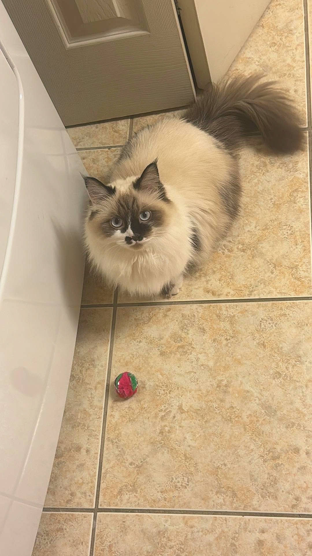 Zia participe au concours pour gagner de l'argent avec cette photo : balinese, birman, carnivore, cat, fawn, felidae, floor, flooring, fur, hardwood, ragdoll, siamese, small_to_medium_sized_cats, snout, tail, terrestrial_animal, thai, tile_flooring, whiskers, wood