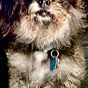 Sissy joined the competition — help win amazing prizes! dog, curly_fur, fluffy, pet, collar, tag, closeup, portrait, curious, indoor, animal, cute, furry, mischievous, whiskers, face, ears, eyes, nose, lighting