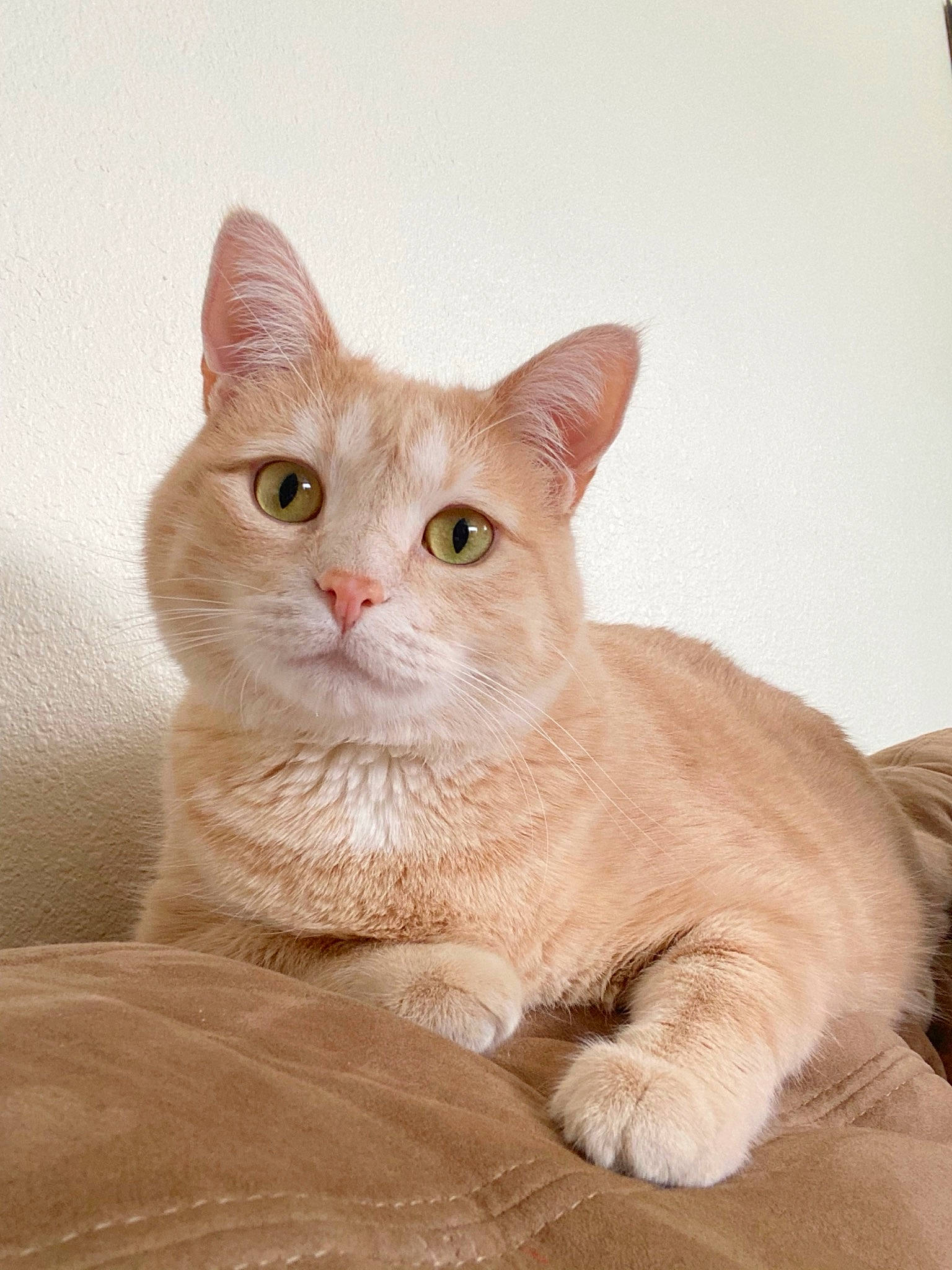 Google is registered to the contest to win money with this photo: carnivore, cat, claw, comfort, domestic_short_haired_cat, fawn, felidae, fur, iris, paw, peach, sitting, small_to_medium_sized_cats, snout, tail, terrestrial_animal, whiskers, window