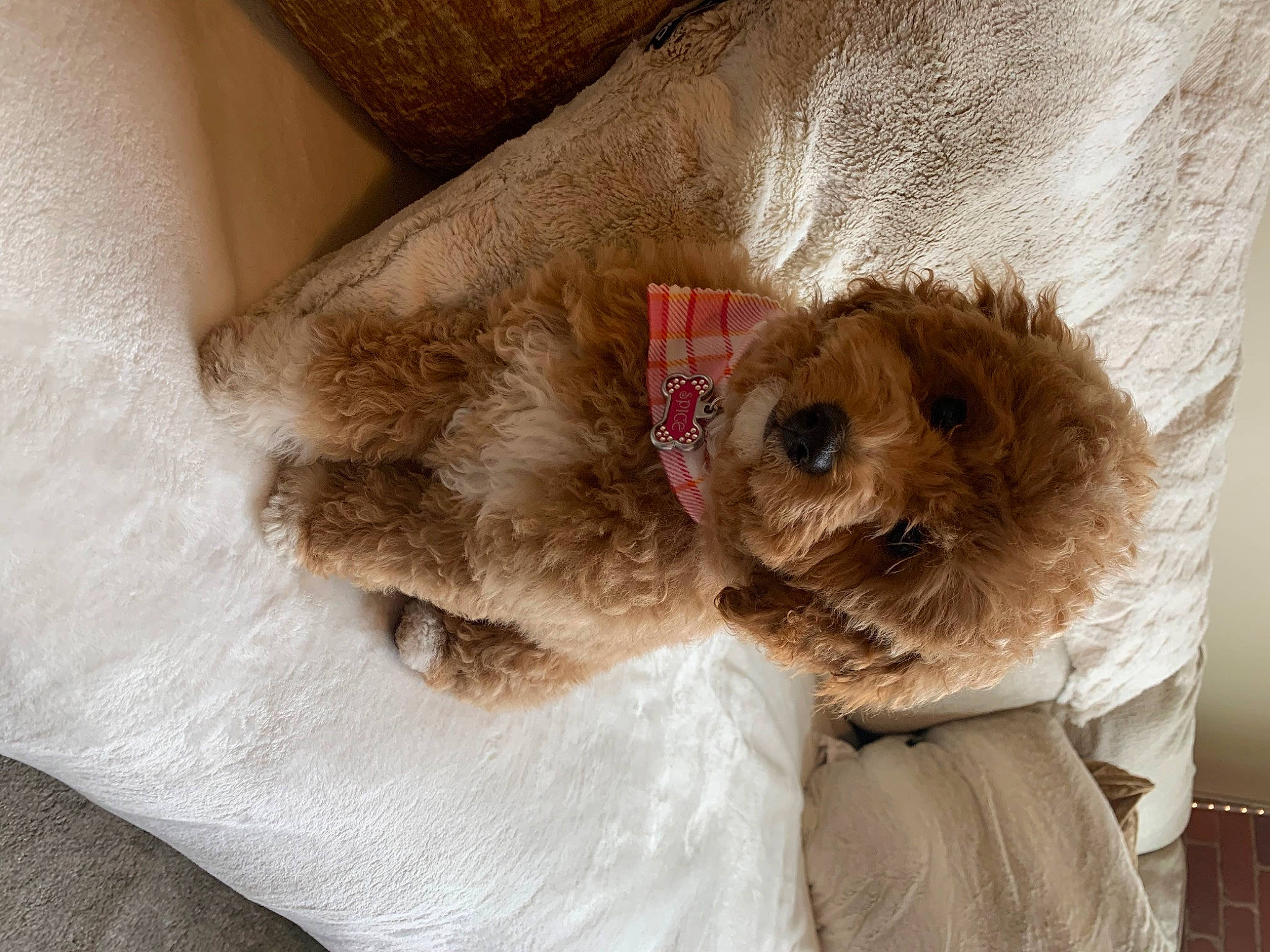 Spice joined the competition — help win amazing prizes! canidae, carnivore, comfort, companion_dog, dog, dog_breed, dog_clothes, fawn, felidae, fur, liver, plush, snout, sporting_group, stuffed_toy, teddy_bear, toy, toy_dog, whiskers, working_animal