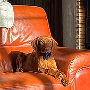 Aëlig participe au concours pour gagner de l'argent avec cette photo : dog, orange_chair, leather, sunlight, shadow, indoor, pet, relaxed, brown_dog, collar, furniture, cozy, calm, portrait, animal, home, resting, comfortable, canine, domestic