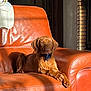 dog, orange_chair, leather, sunlight, shadow, indoor, pet, relaxed, brown_dog, collar, furniture, cozy, calm, portrait, animal, home, resting, comfortable, canine, domestic