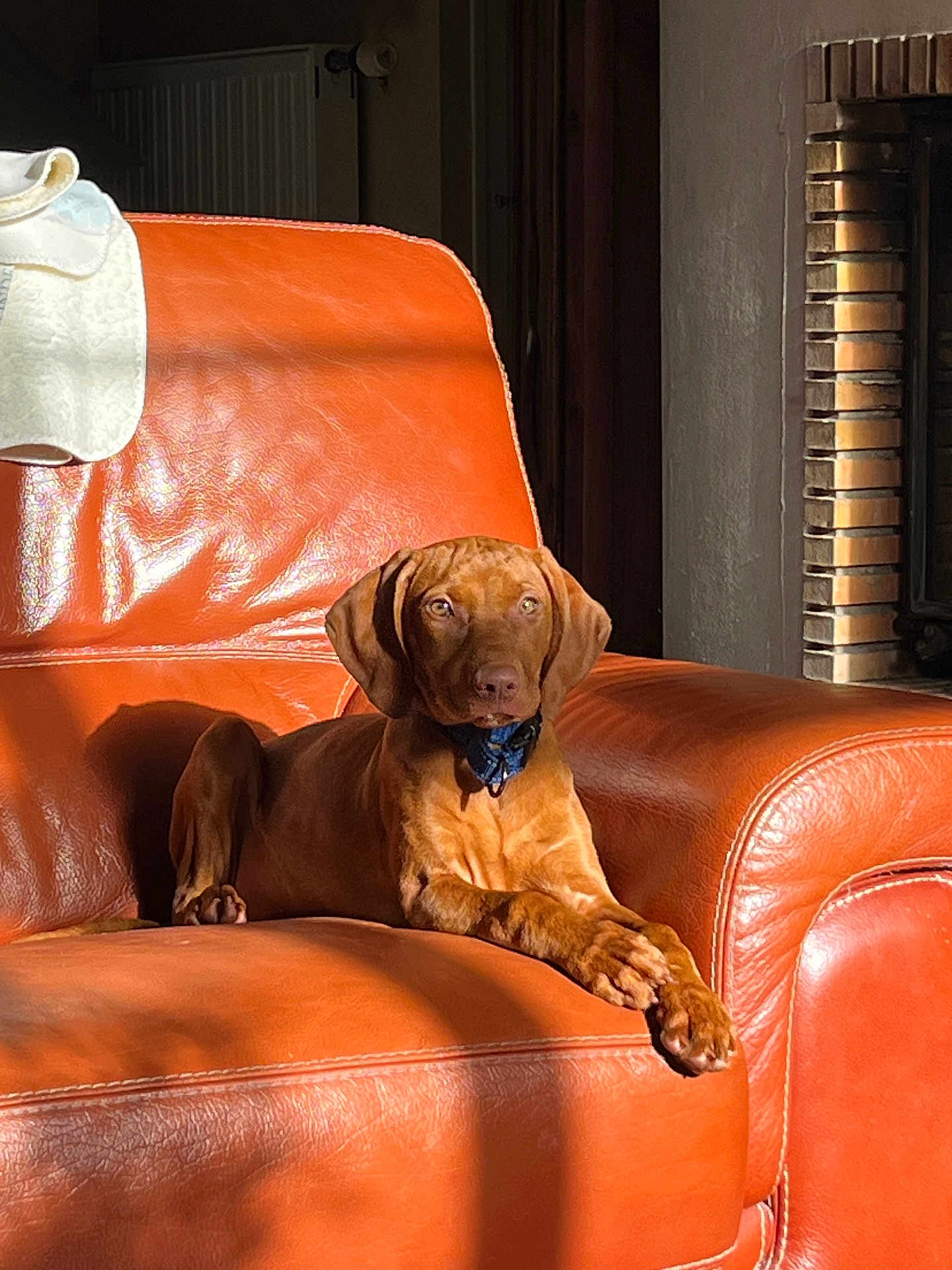 Aëlig participe au concours pour gagner de l'argent avec cette photo : dog, orange_chair, leather, sunlight, shadow, indoor, pet, relaxed, brown_dog, collar, furniture, cozy, calm, portrait, animal, home, resting, comfortable, canine, domestic