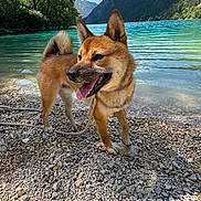 Paco a rejoint le concours — aidez-le/la à gagner de superbes lots ! dog, shiba_inu, lake, turquoise_water, pebble_shore, mountains, forest, trees, blue_sky, clouds, leash, tongue_out, standing, portrait, pet, outdoors, sunlight, scenic, happy, nature