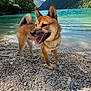 dog, shiba_inu, lake, turquoise_water, pebble_shore, mountains, forest, trees, blue_sky, clouds, leash, tongue_out, standing, portrait, pet, outdoors, sunlight, scenic, happy, nature