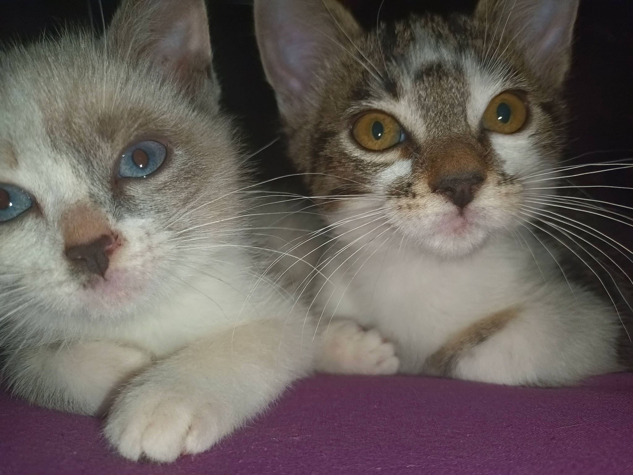 Jackpot participe au concours pour gagner de l'argent avec cette photo : carnivore, cat, claw, domestic_short_haired_cat, felidae, foot, fur, iris, mammal, paw, photo_caption, small_to_medium_sized_cats, snout, whiskers