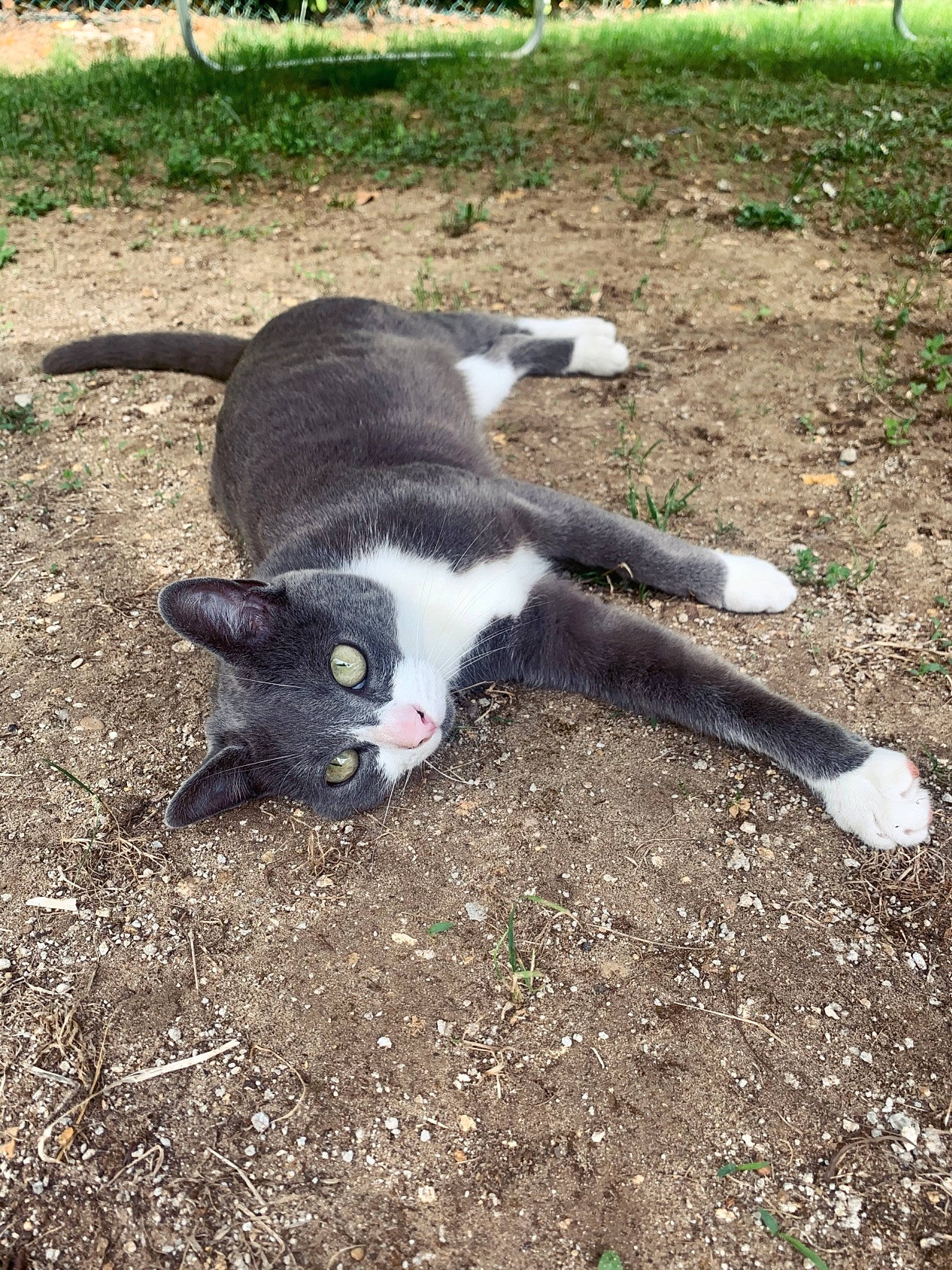 Bibiche participe au concours pour gagner de l'argent avec cette photo : canidae, carnivore, cat, dog_breed, domestic_short_haired_cat, felidae, fur, grass, paw, photo_caption, plant, small_to_medium_sized_cats, soil, sporting_group, tail, terrestrial_animal, whiskers