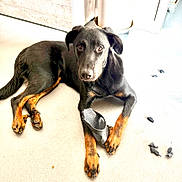 Hadès a rejoint le concours — aidez-le/la à gagner de superbes lots ! dog, black_dog, tan_paws, lying_down, indoor, floor, chewed_sandal, destroyed_item, guilty_look, pet, animal, paw, snout, ears, household, light, shadow, background, chewed_up, playful