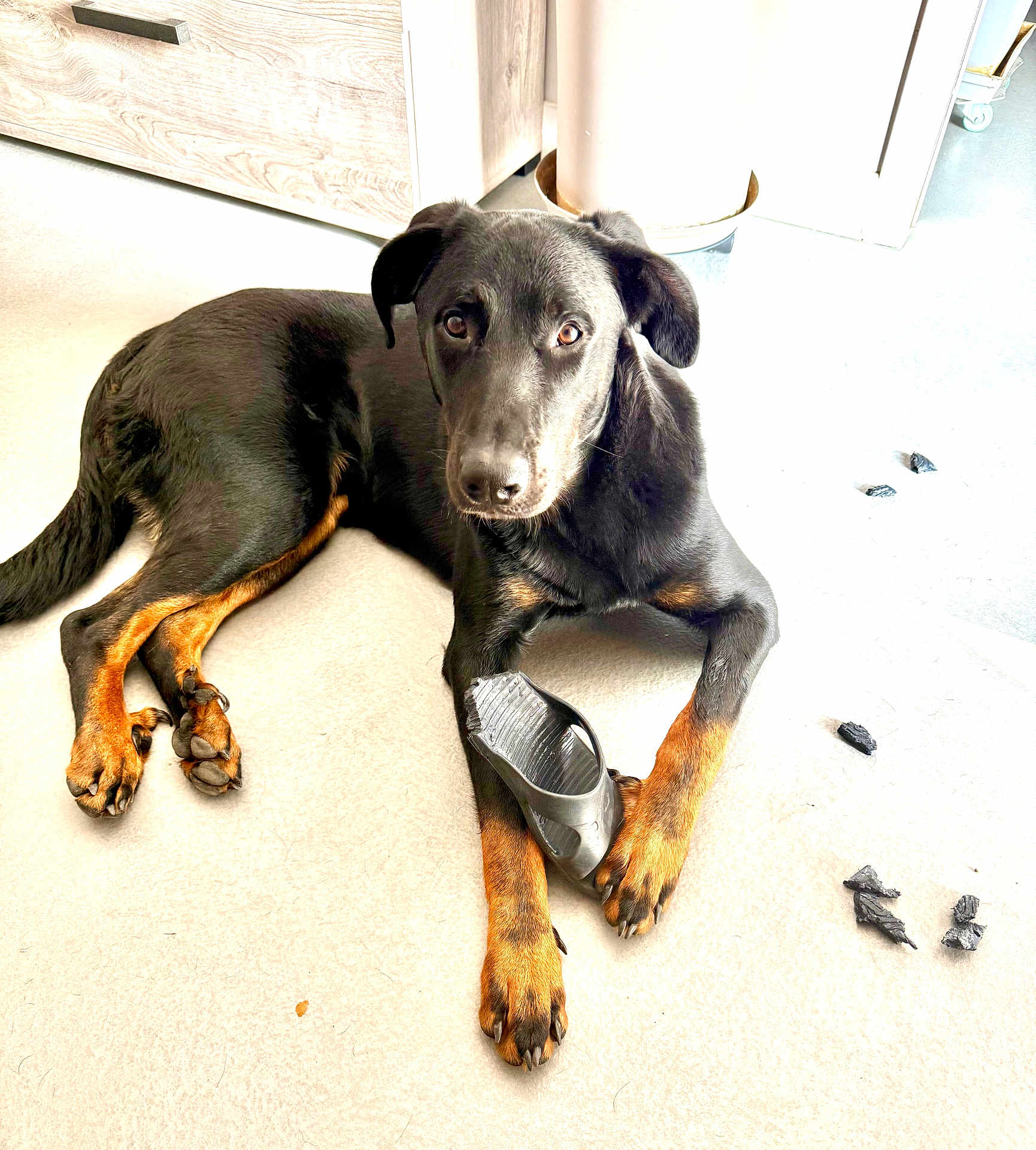 Hadès a rejoint le concours — aidez-le/la à gagner de superbes lots ! dog, black_dog, tan_paws, lying_down, indoor, floor, chewed_sandal, destroyed_item, guilty_look, pet, animal, paw, snout, ears, household, light, shadow, background, chewed_up, playful