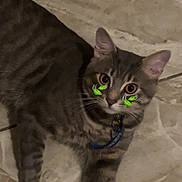 Big Steppa joined the competition — help win amazing prizes! cat, tabby, collar, pet, indoor, floor, tile, animal, cute, whiskers, ears, fur, striped, laying, playful, eyes, domestic, mammal, resting, closeup