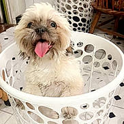 Maxwell joined the competition — help win amazing prizes! dog, laundry_basket, white, tongue_out, happy, pet, indoor, floor_tiles, chair, wooden_chair, household, cute, furry, playful, smiling, small_dog, curious, funny, domestic, animal