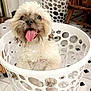 dog, laundry_basket, white, tongue_out, happy, pet, indoor, floor_tiles, chair, wooden_chair, household, cute, furry, playful, smiling, small_dog, curious, funny, domestic, animal