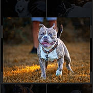 Goliath participe au concours pour gagner de l'argent avec cette photo : dog, brindle, canine, outdoor, grass, happy, pet, animal, collar, leash, walking, field, blurred_background, summer, sunlight, portrait, mammal, active, tongue_out, playful