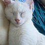 cat, white_cat, sleeping, pet, animal, feline, cozy, bed, blanket, resting, ears, fur, close_up, indoor, cute, relaxed, pink_nose, whiskers, soft, domestic_cat