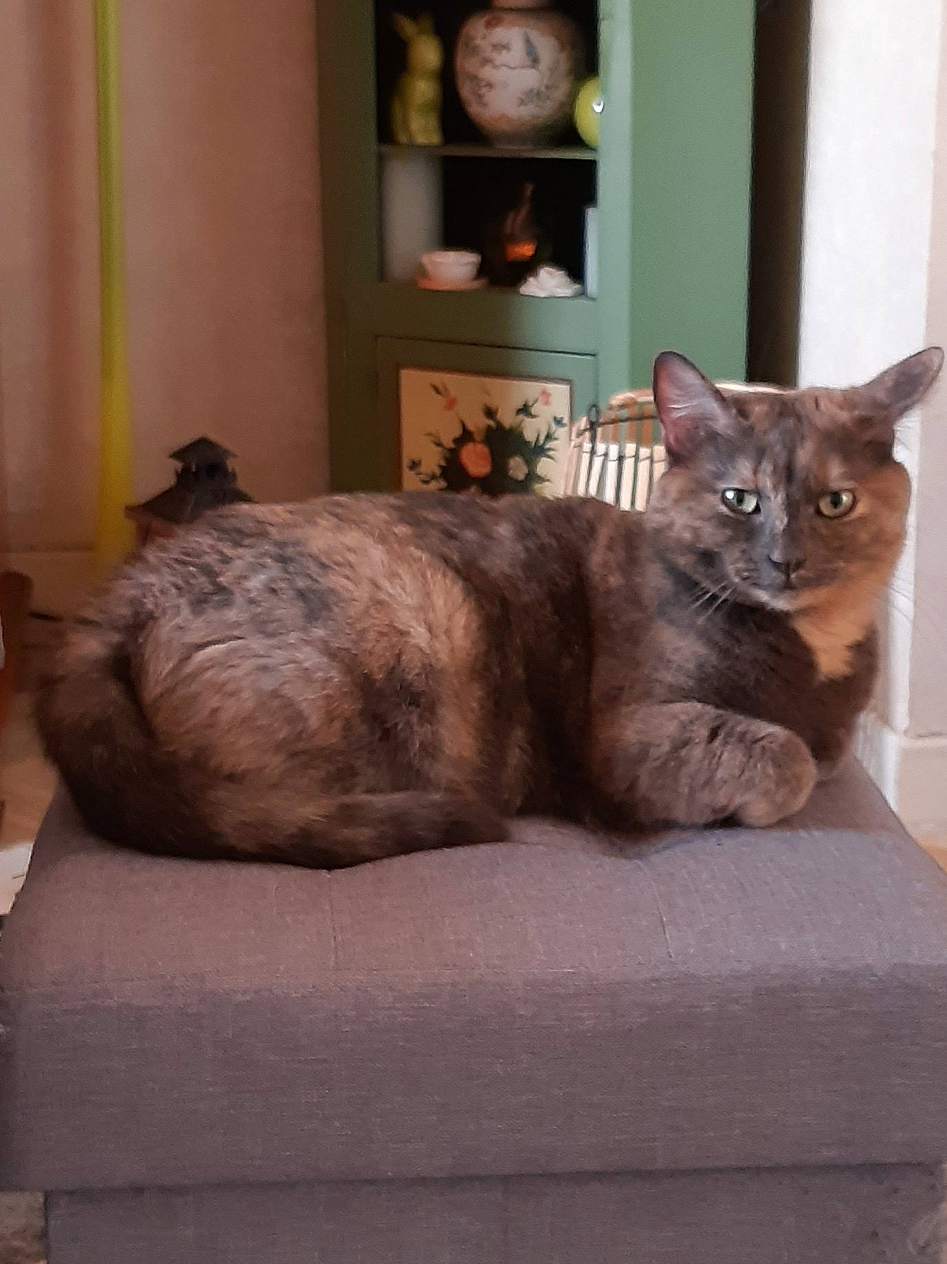 Perle a rejoint le concours — aidez-le/la à gagner de superbes lots ! carnivore, cat, cat_supply, comfort, domestic_short_haired_cat, fawn, felidae, fur, grey, picture_frame, room, russian_blue, sitting, small_to_medium_sized_cats, snout, tail, terrestrial_animal, whiskers, window, wood