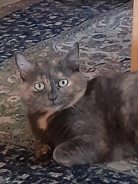 Perle participe au concours pour gagner de l'argent avec cette photo : birman, carnivore, cat, domestic_short_haired_cat, felidae, fur, grey, russian_blue, sculpture, small_to_medium_sized_cats, snout, tail, terrestrial_animal, whiskers