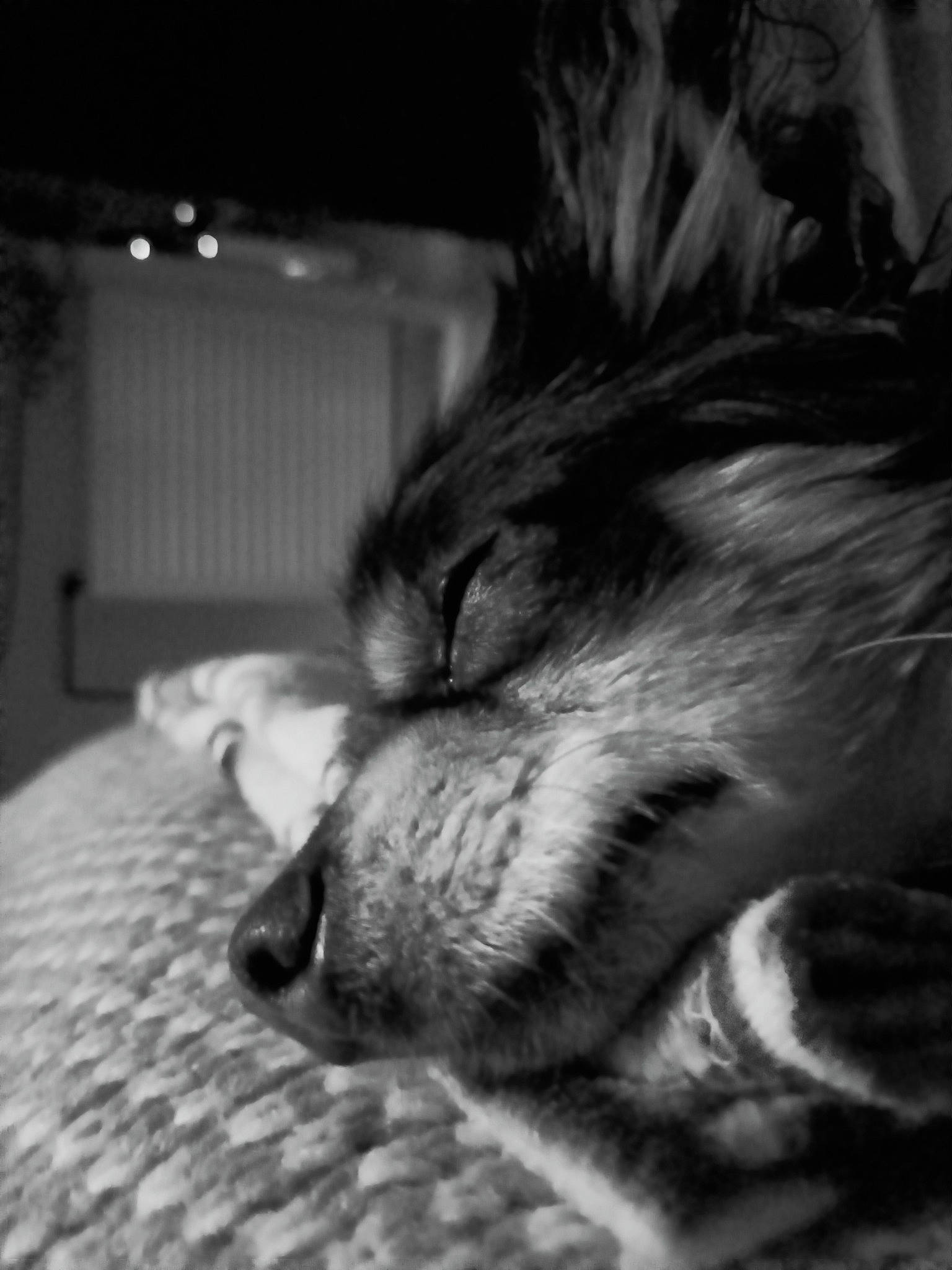 Héros participe au concours pour gagner de l'argent avec cette photo : black_and_white, carnivore, cat, claw, comfort, darkness, dog_breed, domestic_short_haired_cat, felidae, fur, grey, human_leg, monochrome, monochrome_photography, paw, small_to_medium_sized_cats, snout, style, tail, whiskers