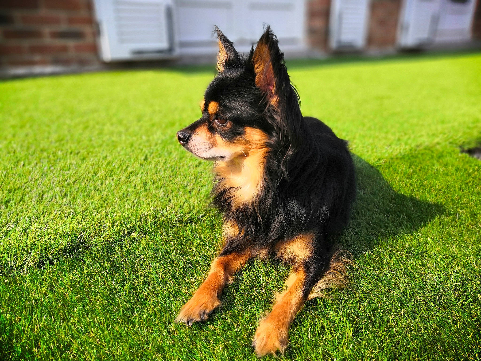 Héros participe au concours pour gagner de l'argent avec cette photo : canidae, carnivore, companion_dog, dog, dog_breed, grass, guard_dog, herding_dog, snout, sporting_group, toy_dog, working_dog