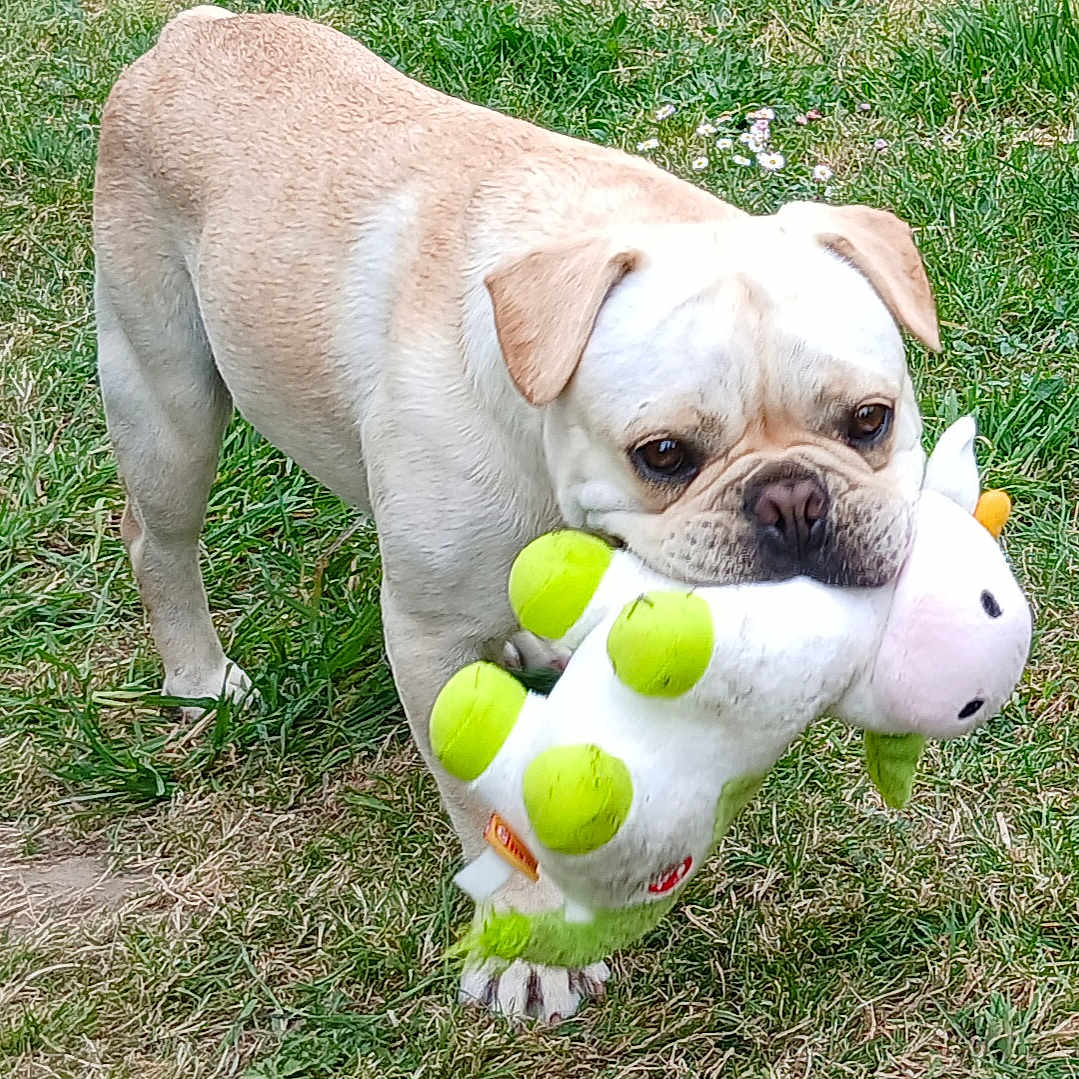 Augustin a rejoint le concours — aidez-le/la à gagner de superbes lots ! dog, grass, toy, plush_toy, pet, animal, outdoor, cute, playful, light_tan, fur, ears, mouth, nostrils, paws, nature, green, summer, companion, adorable