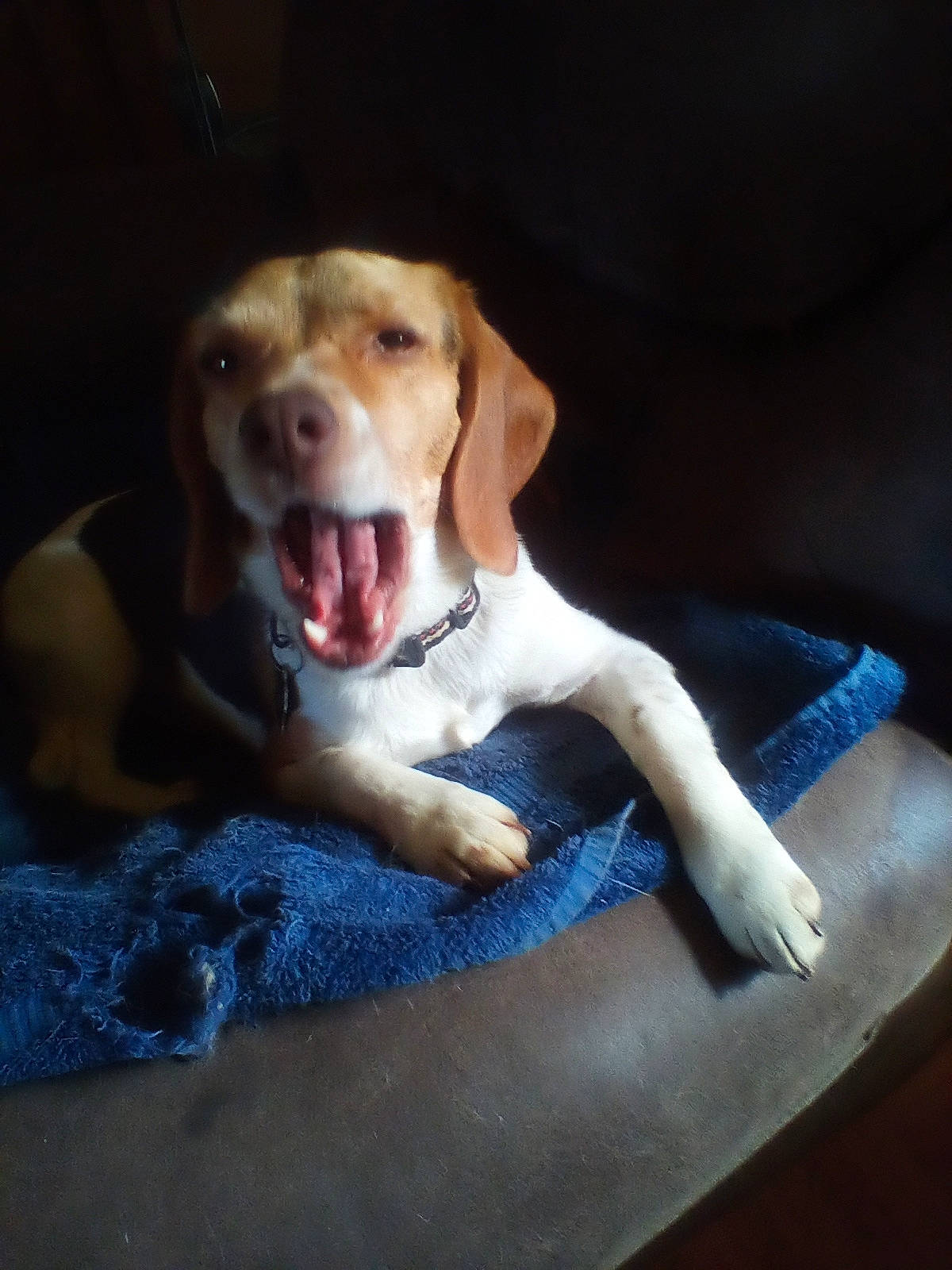 Winnie is registered to the contest to win money with this photo: canidae, carnivore, comfort, companion_dog, dog, dog_breed, dog_collar, dog_supply, fawn, jaw, liver, pet_supply, pointer, retriever, smile, snout, sporting_group, whiskers, working_animal, yawn