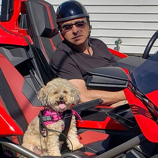 Fifi is registered to the contest to win money with this photo: automotive_design, automotive_exterior, car_seat, car_seat_cover, carnivore, companion_dog, dog, dog_breed, eyewear, glasses, goggles, motor_vehicle, personal_protective_equipment, snout, sporting_group, sunglasses, toy_dog, vehicle, vehicle_door, vision_care