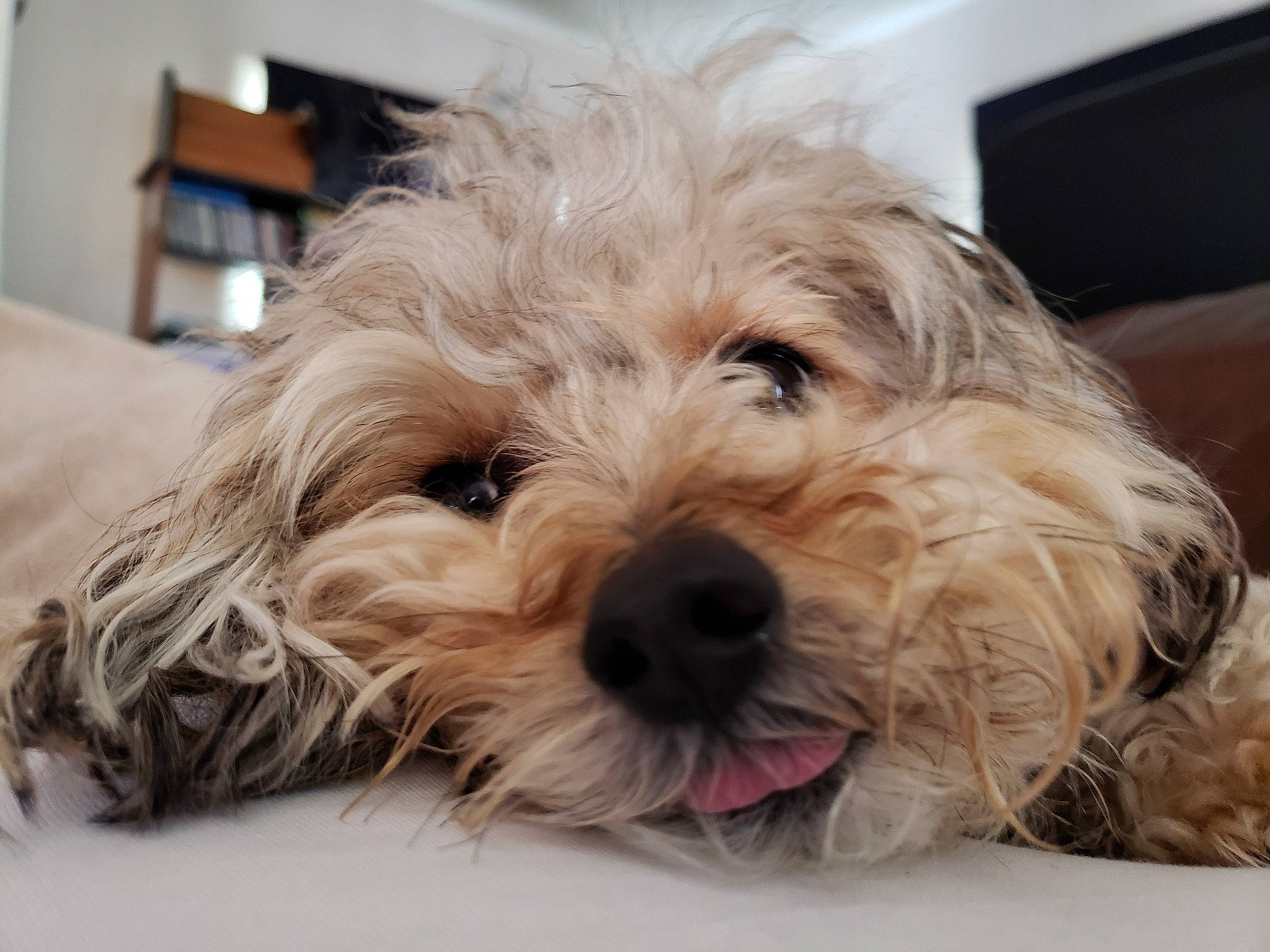 Fifi is registered to the contest to win money with this photo: canidae, carnivore, comfort, companion_dog, dog, dog_breed, eyewear, fur, maltepoo, non_sporting_group, puppy, shih_poo, small_terrier, snout, sporting_group, terrier, toy_dog, water_dog, working_animal, yorkipoo
