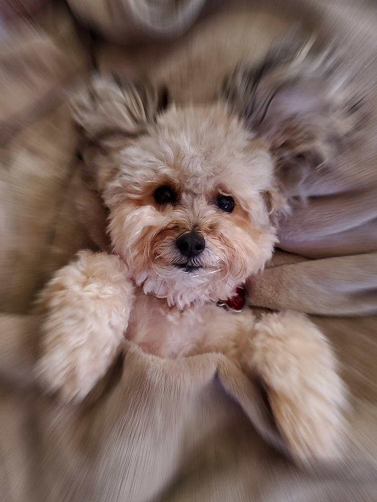 Fifi