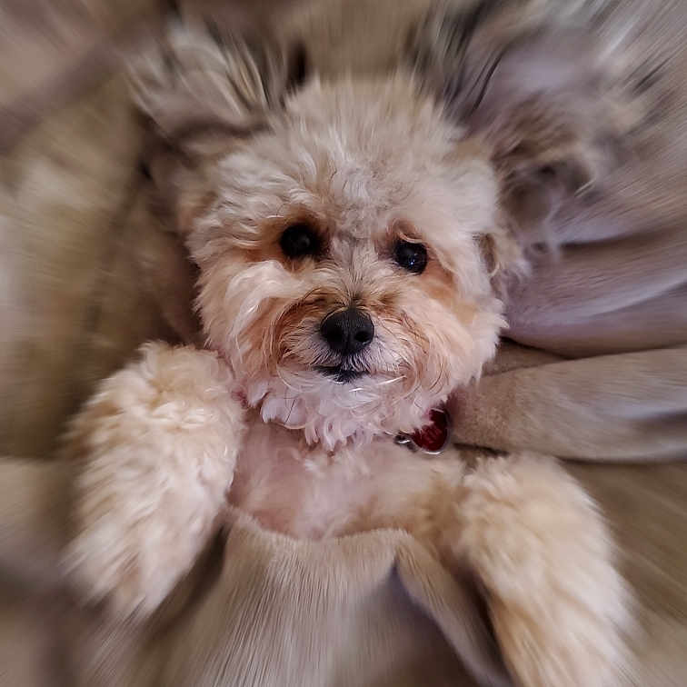 Fifi