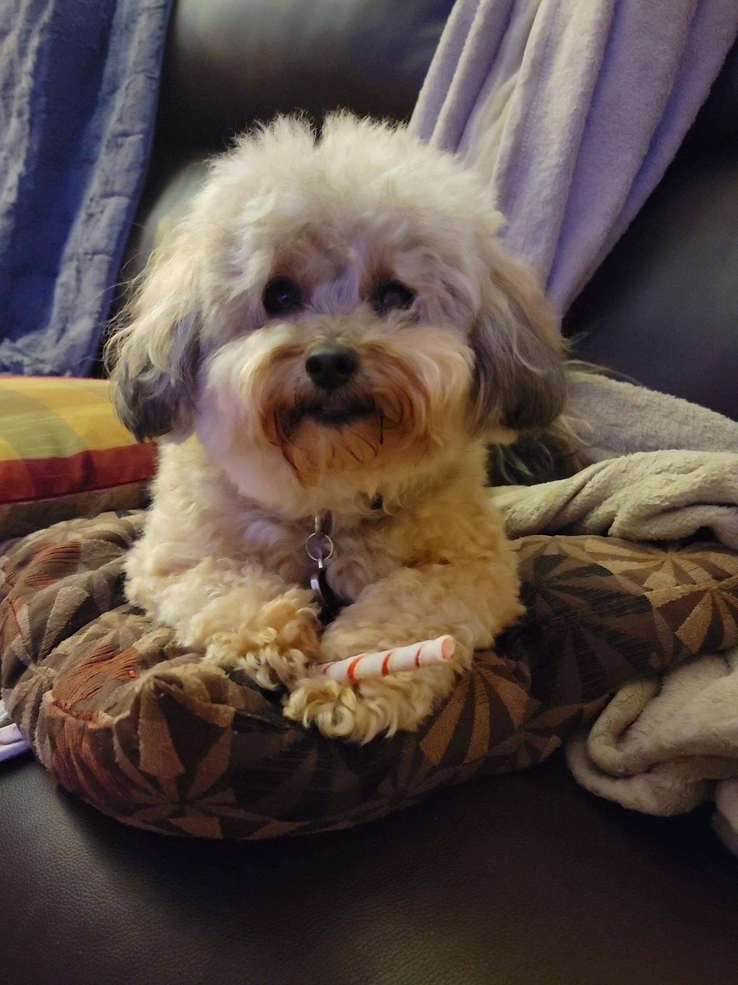 Fifi is registered to the contest to win money with this photo: beard, canidae, carnivore, comfort, companion_dog, dog, dog_breed, dog_collar, dog_supply, fur, maltepoo, pet_supply, puppy_love, shih_poo, small_terrier, snout, sporting_group, terrier, toy_dog, watch