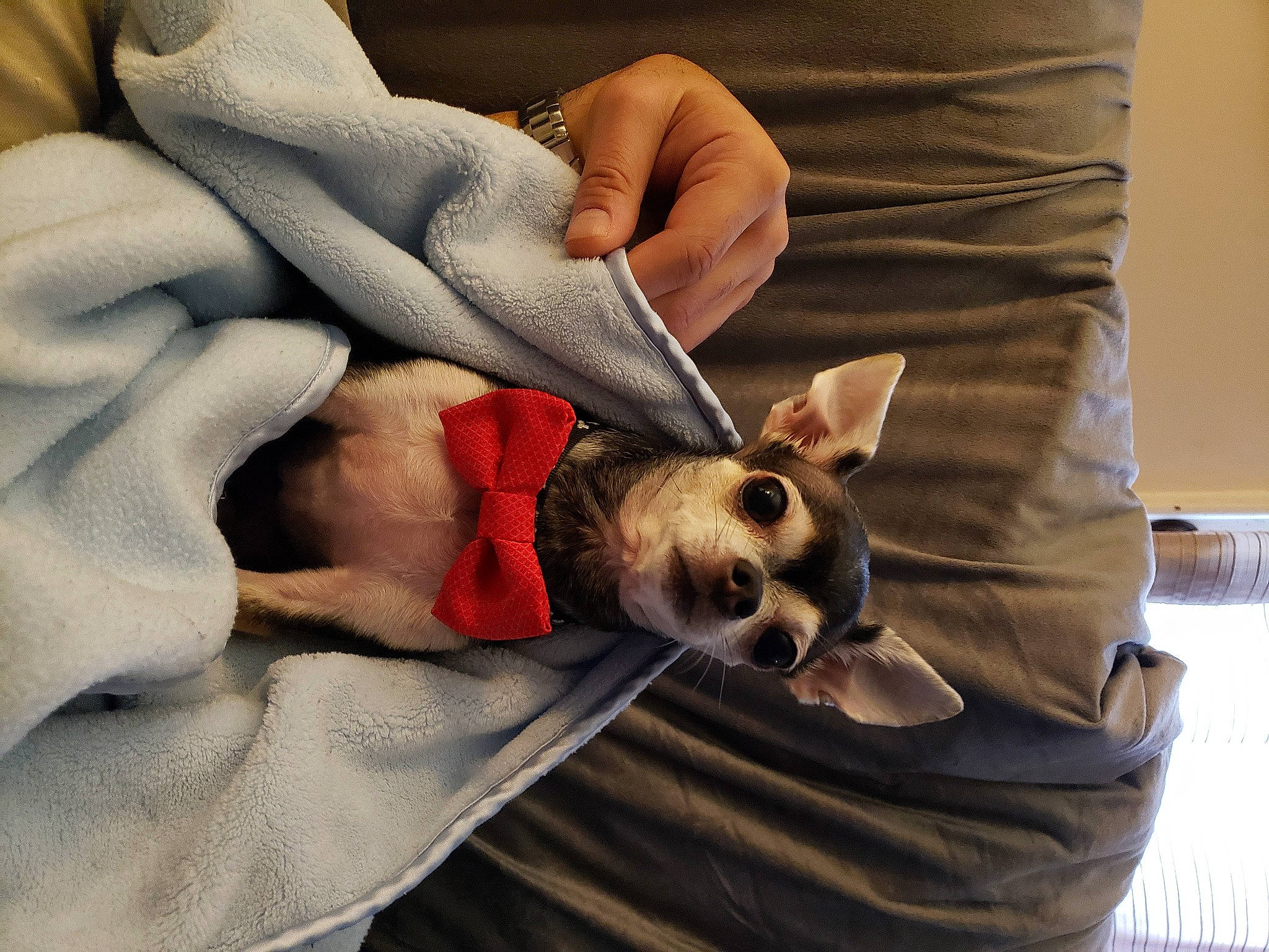 Cujo is registered to the contest to win money with this photo: carnivore, comfort, companion_dog, couch, dog, dog_breed, dog_clothes, dog_supply, elbow, fawn, felidae, fur, gesture, grey, linens, small_to_medium_sized_cats, sunglasses, toy_dog, whiskers, wrist