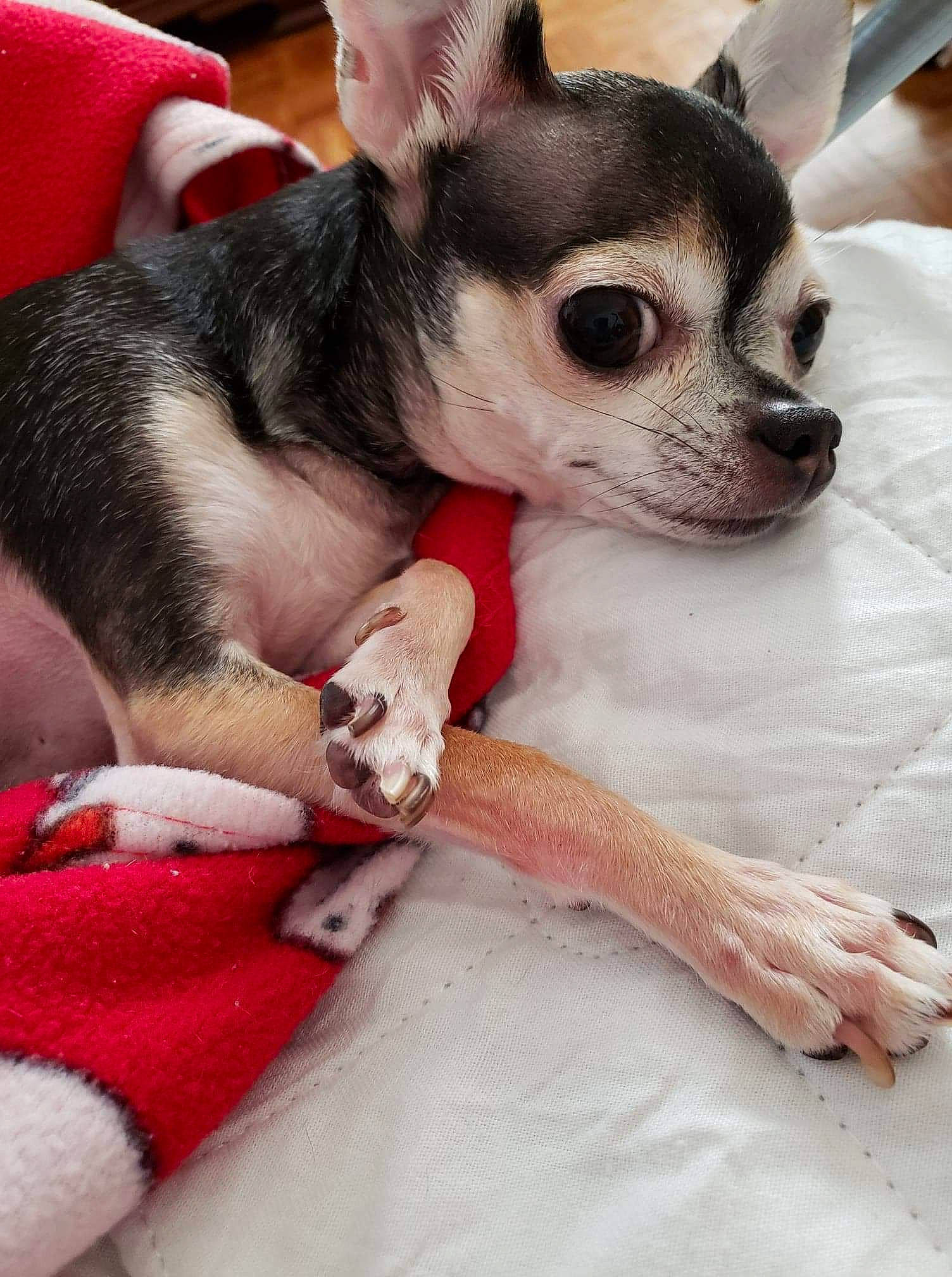 Cujo is registered to the contest to win money with this photo: canidae, carnivore, chihuahua, comfort, companion_dog, corgi_chihuahua, dog, dog_breed, fawn, fur, nail, non_sporting_group, paw, puppy, snout, terrestrial_animal, toy_dog, whiskers, working_animal