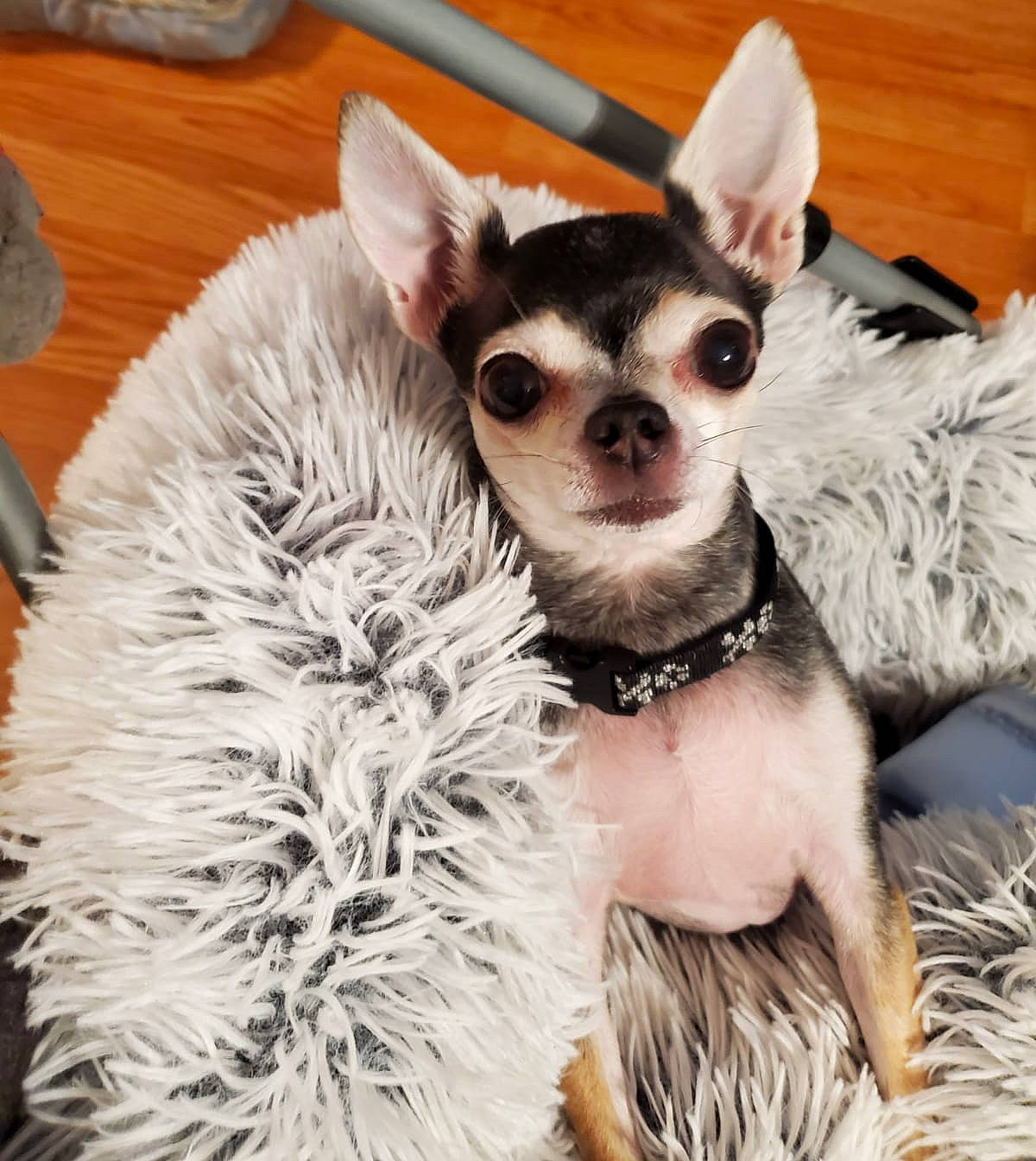 Cujo