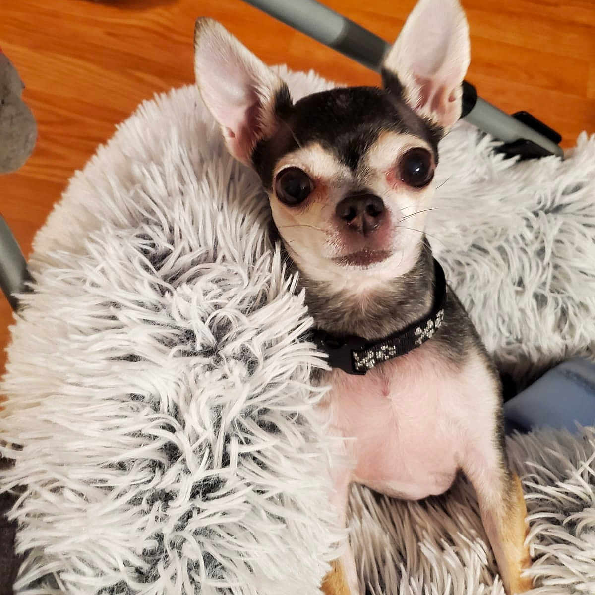 Cujo