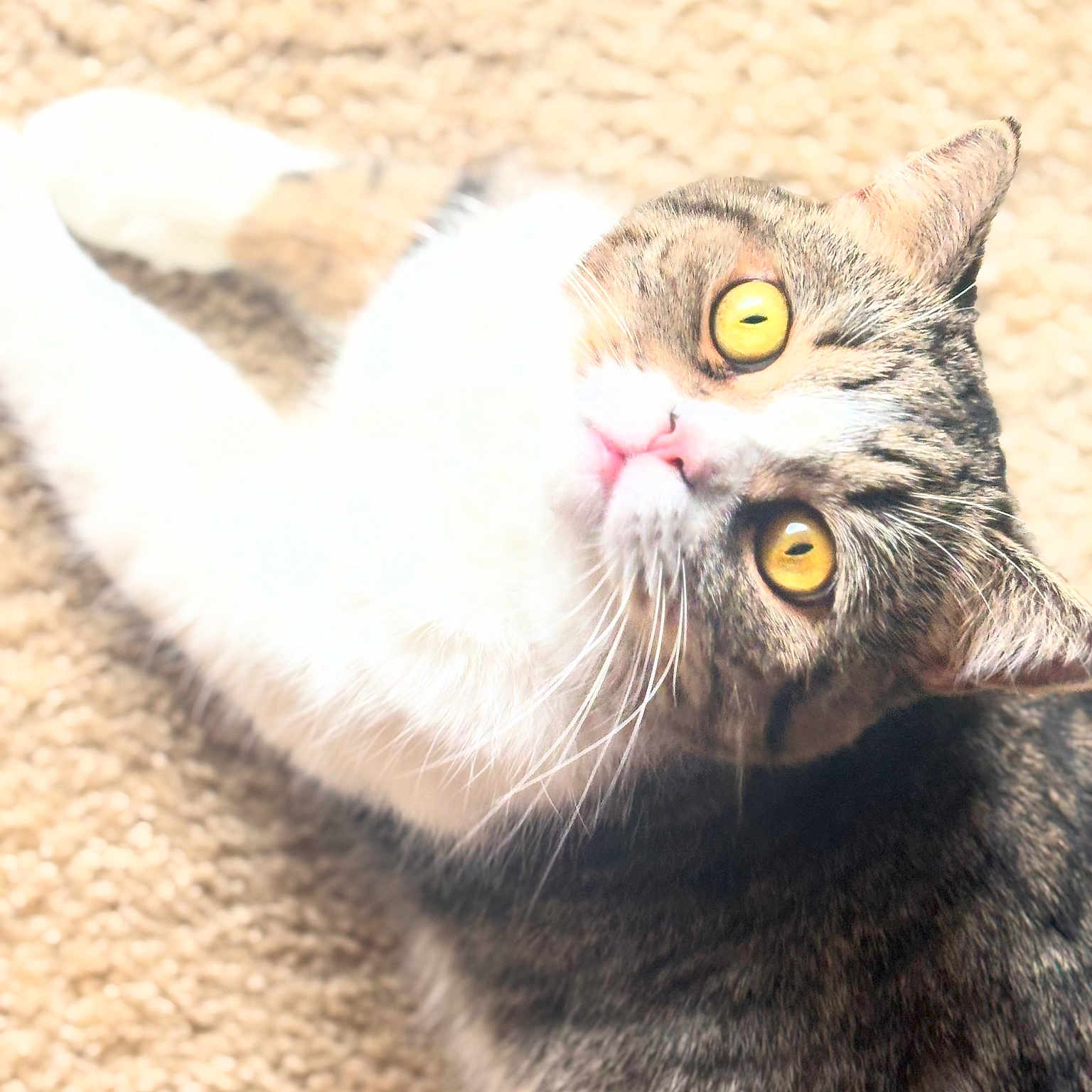 Rocket Catrick is registered to the contest to win money with this photo: animal, carpet, cat, close_up, curious, cute, domestic_cat, face, feline, fur, indoor, looking_up, overexposed, pet, soft_light, tabby, texture, whiskers, white_fur, yellow_eyes