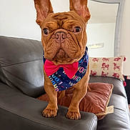 Grogu is registered to the contest to win money with this photo: dog, french_bulldog, brown_dog, pet, bandana, bow_tie, couch, leather_couch, living_room, pillow, cushion, mirror, indoor, animal, cute, small_dog, curious, standing, ears_up, portrait