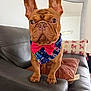 dog, french_bulldog, brown_dog, pet, bandana, bow_tie, couch, leather_couch, living_room, pillow, cushion, mirror, indoor, animal, cute, small_dog, curious, standing, ears_up, portrait