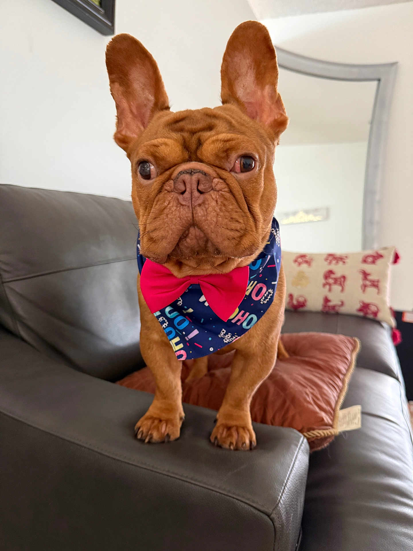 Grogu is registered to the contest to win money with this photo: dog, french_bulldog, brown_dog, pet, bandana, bow_tie, couch, leather_couch, living_room, pillow, cushion, mirror, indoor, animal, cute, small_dog, curious, standing, ears_up, portrait